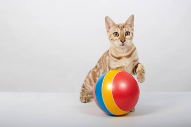 Bengal kedisine ait neşeli bir kedi yavrusu renkli bir topla oynuyor