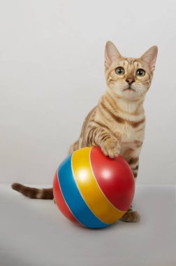 Bengal kedisine ait neşeli bir kedi yavrusu renkli bir topla oynuyor