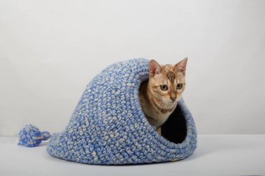 Bengal kedisine ait neşeli bir kedi yavrusu. Renkli halkalar örülmüş bir evde oturuyor.