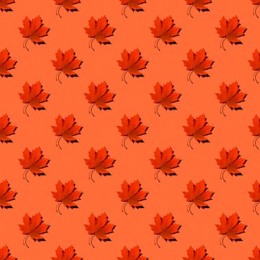 Düz akçaağaç yaprakları sarı arka planda gölgeli.