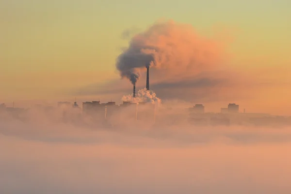 Plante dans le brouillard — Photo