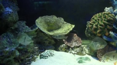 Symphysodon aequifasciatus güzel temiz akvaryumda yüzen balık