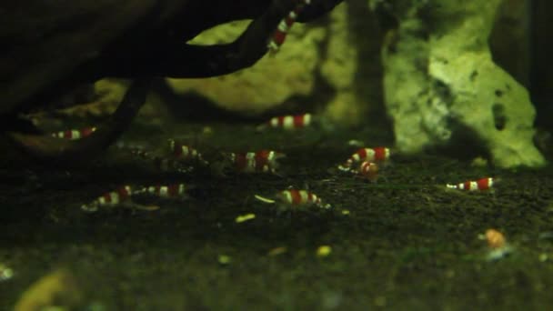 Πολλές μικρές γαρίδες κόκκινο κρύσταλλο που ζουν σε ένα ενυδρείο με καθαρό νερό — Αρχείο Βίντεο