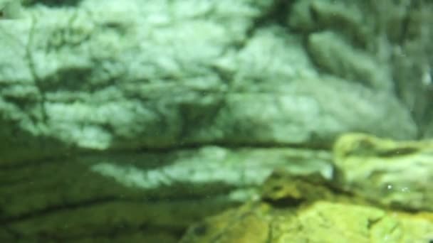Güzel balık içinde belgili tanımlık akvaryum temiz yüzen — Stok video
