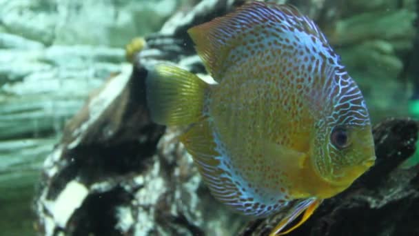 Symphysodon aequifasciatus belos peixes flutua no aquário limpo — Vídeo de Stock