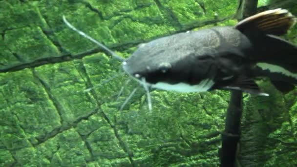 Big catfish inhabiting the rivers of the Amazon, Orinoco and Essequibo in South — Stock Video