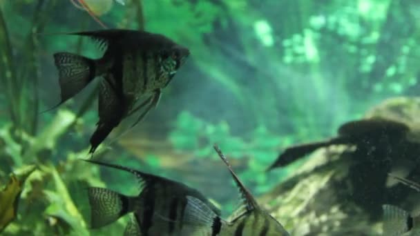 South America angelfish swim in an aquarium — Stock Video