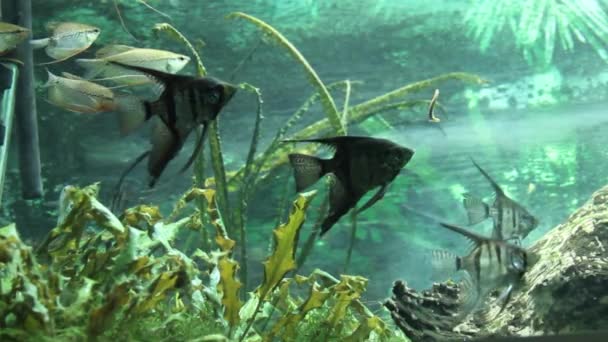 Sud America pesci angelo nuotare in un acquario — Video Stock