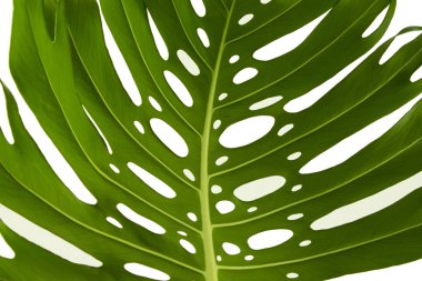 izole fotoğraf bitki yaprak monstera