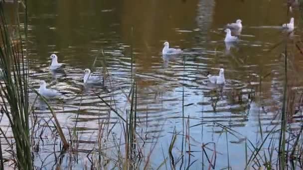 En flock måsar flyter på sjön i parken — Stockvideo