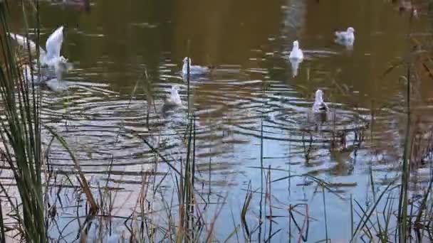 Una bandada de gaviotas flotando en el lago en el parkUna bandada de gaviotas flotando en el lago en otoño en el parque — Vídeos de Stock