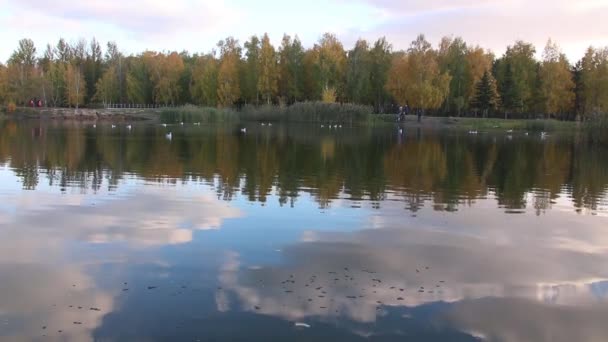 Uno stormo di gabbiani galleggianti sul lago in autunno nel parco — Video Stock