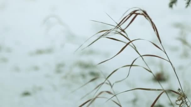 Gotas de nieve sobre hierba seca con reenfoque — Vídeos de Stock