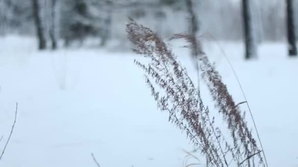 Sníh klesne na suché trávy s doostření — Stock video