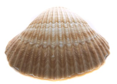 Beyaz arka planda izole edilmiş okyanus kabuğunu kapat