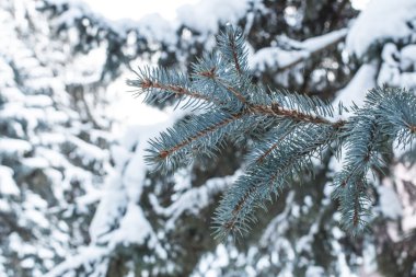 Doğadaki her zaman yeşil çam ağacı taze kar, don ve buzla kaplıdır.