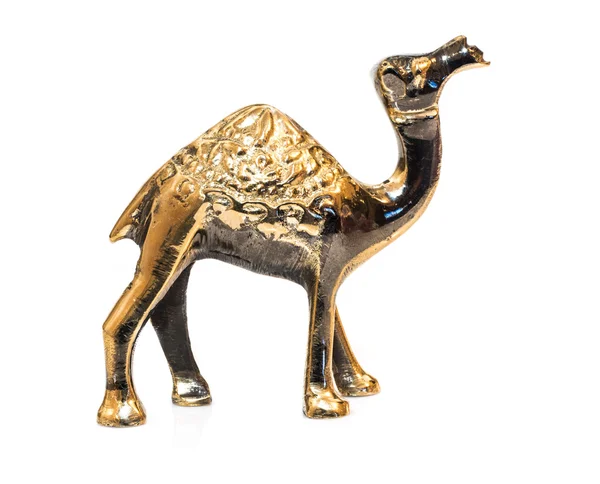 Oro camello sobre fondo blanco — Foto de Stock