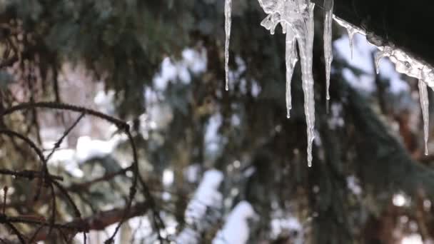 Jégcsapok jég sarkában a száj spirál fedél — Stock videók