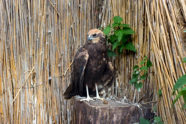 Falcon — Stock Photo, Image