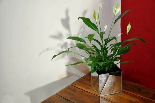 White lily flower with green foliage in mirrored glass vase on old wooden table, vintage, with background in red and white wall also known as lily of peace, zoom photo, Brazil, South America
