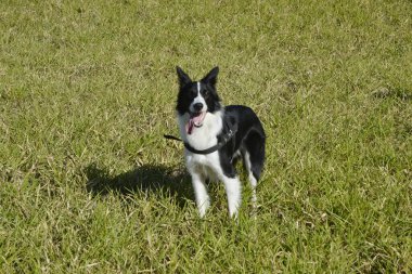 Evcil hayvan. Hudut Collie köpeği Brezilya, Güney Amerika 'daki açık şehir parkında yeşil çimlerde yürürken fotoğraf için poz veriyor.