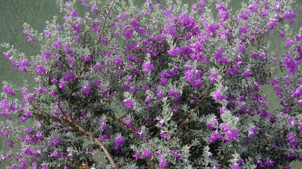 Silver Rain Flower. Silver rain flower originates in Texas, United States of America, with pink and violet flowers, scientific name leucofilo, or Texas salvia, in selective focus on zoom