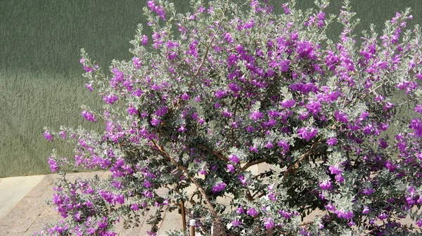 Silver Rain Flower. Silver rain flower originates in Texas, United States of America, with pink and violet flowers, scientific name leucofilo, or Texas sage, in selective focus with green wall in the background