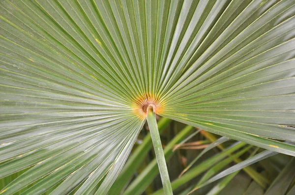 Fan Palm Κορμό Του Είναι Μοναδικό Και Μικρό Διάμετρο Εφιστά — Φωτογραφία Αρχείου