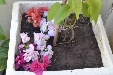 Azalea çiçeği. Azalea çiçeği çalısı, kırmızı ve beyaz çiçekli küçük bir parça böğürtlen ile Brezilya, Güney Amerika seçici odak noktasında tepeden tırnağa