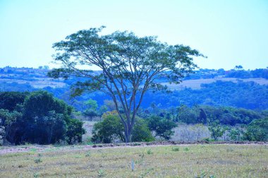 Brezilya 'nın iç kesimlerindeki bir çiftlikte kurumuş bitki örtüsü olan ağaç, ufukta yanan dumanla birlikte.