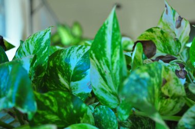 Yeşil yapraklı bahçe, makro fotoğraf, seçici odaklı ve bulanık arka plan, Brezilya, Güney Amerika