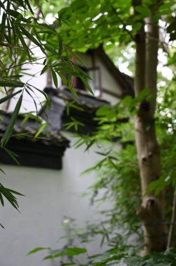 Yeşil bitkilerle kaplı sakin bir avlu.