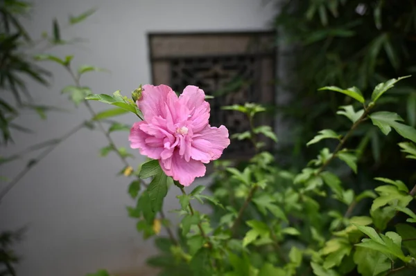 Egy Gyönyörű Hibiszkusz Virág Közelsége Egy Napfényes Délutánon — Stock Fotó