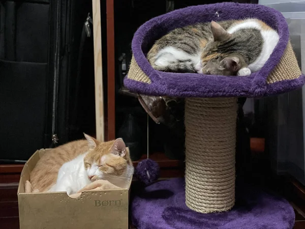 Gatos Dormitando Varias Perchas — Foto de Stock