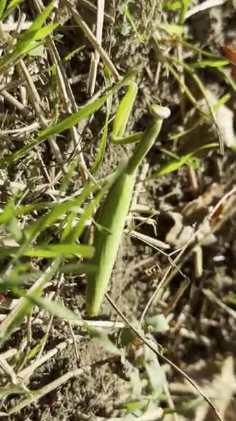 Praying mantis strolling through the autumn dry grass in the fields of Central Bulgaria Praying mantis strolling through the autumn dry grass in the fields of Central Bulgaria
