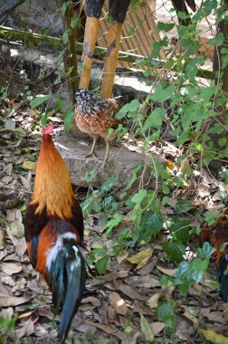 Kamboçya 'daki İpek Adası Halk Merkezi' nde avluda dolaşan renkli bir horoz.