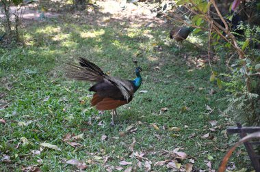 Kamboçya 'daki Phnom Penh yakınlarındaki İpek Adası' ndaki bir köyde süslü bir tavus kuşunun yakın çekimi.