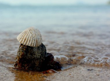 Kamboçya 'daki Bambu Adası' nda bir tatil sırasında deniz kabukları, deniz yosunu ve plaj sörf alanıyla oynamak.