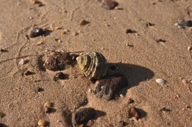 Gün batımında Koh Russey Kamboçya sahilinde güzel ve ilginç bir yengeç deniz kabuğunun yakın çekimi.