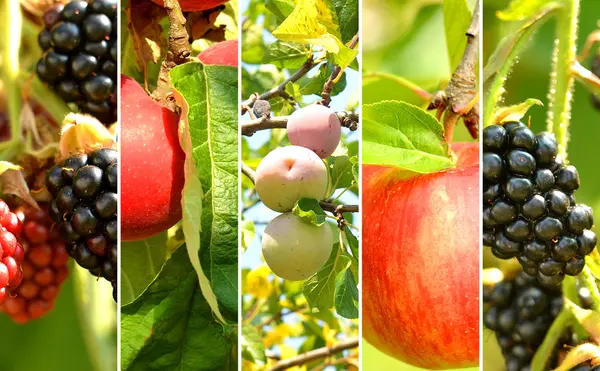 Colagem de frutos - maçã, damasco e amora-preta — Fotografia de Stock