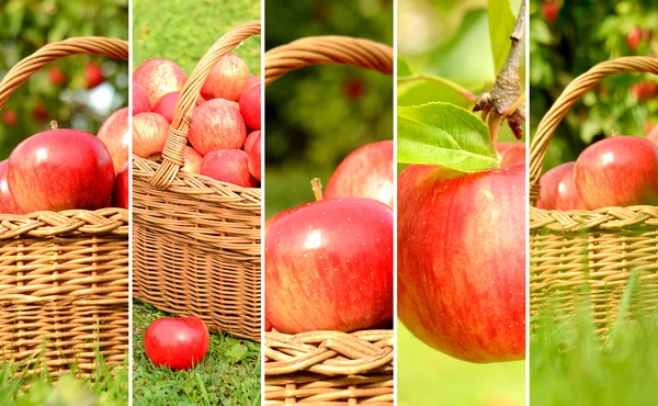 Collage de manzanas rojas en una canasta de mimbre — Foto de Stock