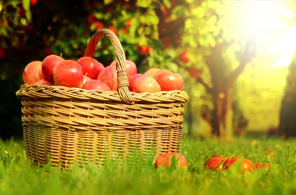 Cesta de mimbre llena de manzanas rojas al atardecer — Foto de Stock