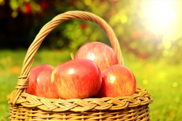 Détail du panier en osier rempli de pommes rouges au coucher du soleil — Photo