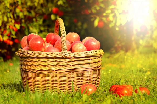Wicker keranjang penuh apel merah saat matahari terbenam — Stok Foto
