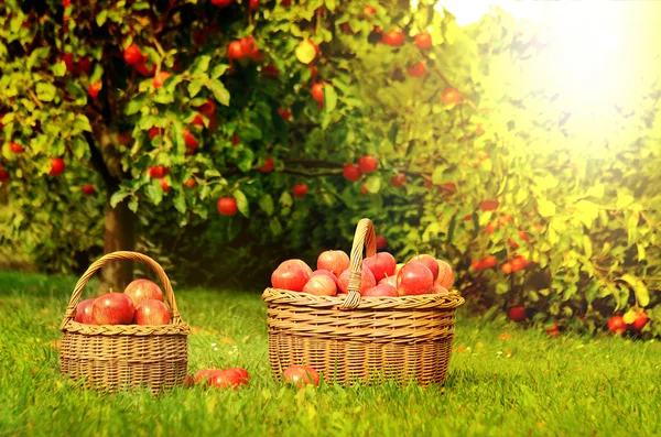 Dos canastas de mimbre llenas de manzanas rojas al atardecer — Foto de Stock