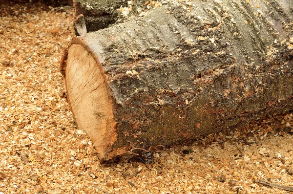 Holz und Sägemehl schneiden — Stockfoto