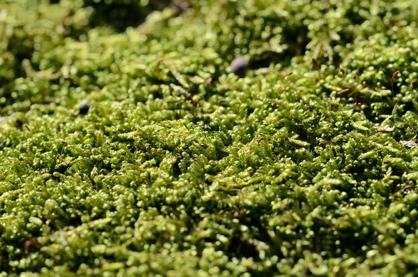 Macro de musgo verde en tocón —  Fotos de Stock