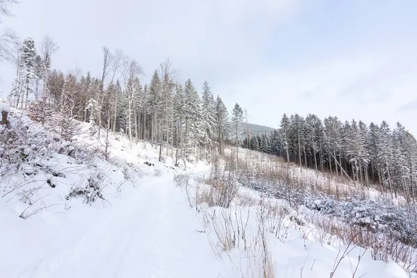 Çek Cumhuriyeti 'nin Jeseniky dağlarındaki karlı ağaçlar arasında kayak yaparak ülkeyi baştan başa geçen karlı kış kayakları.. — Stok fotoğraf