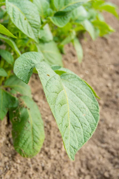 Las hojas de la patata brotan de la planta. Primer plano. Foto vertical. —  Fotos de Stock