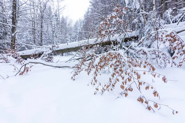 Árbol caído cubierto de nieve durante una tormenta en invierno. — Foto de Stock